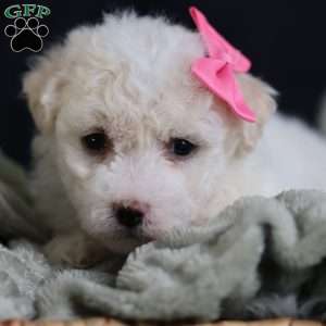 Brianna, Bichon Frise Puppy